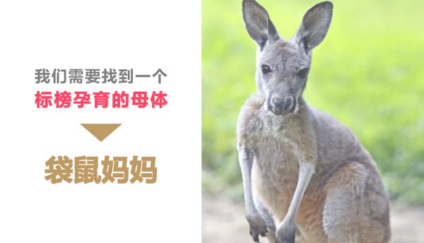 歐賽斯超級品牌引擎® 新冠軍商業(yè)實(shí)戰(zhàn)案例：孕味食足